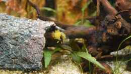 Foto mit Apistogramma nijsseni dominantes Weibchen