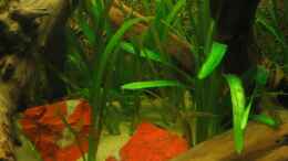 aquarium-von-andif-becken-3374_Sagittaria platyphylla