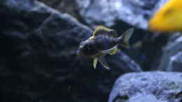 aquarium-von-skipper1202-malawi-und-beton_Orange dorsal Weibchen