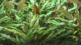 aquarium-von-frank-muth-westafrika-lefini-river-nur-noch-beispiel_Cryptocoryne undulata