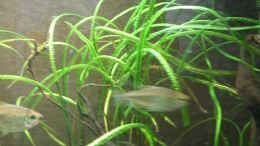 aquarium-von-frank-muth-westafrika-lefini-river-nur-noch-beispiel_Cryptocoryne crispatula 