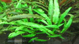 aquarium-von-frank-muth-westafrika-lefini-river-nur-noch-beispiel_Cryptocoryne wendtii Green