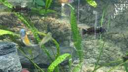 aquarium-von-enrico-froehlich-becken-33795_