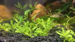 aquarium-von-harald-kaestner-artenbecken-fuer-channa-spec--red-fin_Pogostemon helferi