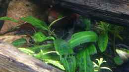 aquarium-von-harald-kaestner-artenbecken-fuer-channa-spec--red-fin_Cryptocoryne wendtii