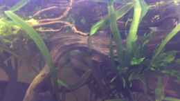 aquarium-von-harald-kaestner-artenbecken-fuer-channa-spec--red-fin_Sagittaria und Microsorum