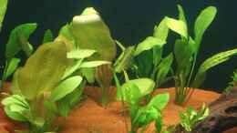 aquarium-von-coachdriver-uwe-my-dream_Echinodorus bleheri und Echinodorus grandiflorus