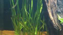 aquarium-von-coachdriver-uwe-my-dream_Vallisneria nana