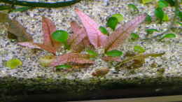 aquarium-von-achim-cool-vom-bucenwald-zum-yello-stone_Cryptocoryne Flamingo - sie hält sich tapfer