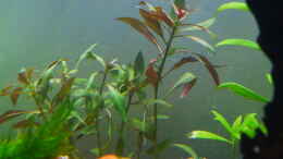 aquarium-von-berndl-eine-insel_Roter Stern (Ludwigia glandulosa perennis)