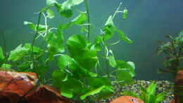 aquarium-von-berndl-eine-insel_Brasilianischer Wassernabel (Hydrocotyle leucocephala)