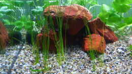 aquarium-von-berndl-eine-insel_Nadelsimse Eleocharis