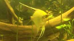 aquarium-von-ragner-amazonas-becken--aufgeloest_