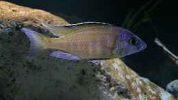 aquarium-von-aw--blue-malawi-wurde-aufgeloest_Placidochromis electra superior Mandalawi