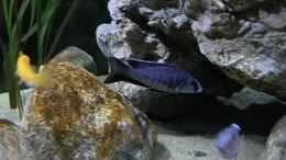 aquarium-von-aw--blue-malawi-wurde-aufgeloest_