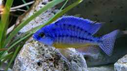 aquarium-von-aw--blue-malawi-wurde-aufgeloest_Protomelas fenestratus steveni Eastern