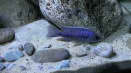 aquarium-von-aw--blue-malawi-wurde-aufgeloest_Aulonocara Chilumba