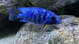 aquarium-von-aw--blue-malawi-wurde-aufgeloest_