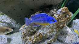 aquarium-von-aw--blue-malawi-wurde-aufgeloest_