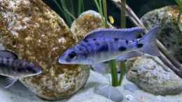 aquarium-von-aw--blue-malawi-wurde-aufgeloest_Otopharynx Walteri