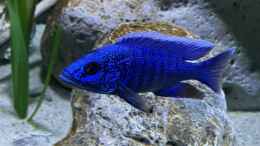 aquarium-von-aw--blue-malawi-wurde-aufgeloest_Sciaenochromis fryeri