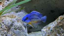 aquarium-von-aw--blue-malawi-wurde-aufgeloest_Protomelas fenestratus steveni Eastern