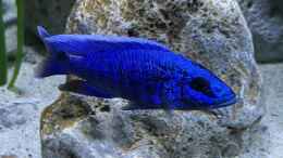 aquarium-von-aw--blue-malawi-wurde-aufgeloest_Sciaenochromis fryeri