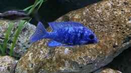 aquarium-von-aw--blue-malawi-wurde-aufgeloest_Placidochromis phenochilus Tanzania Lupingu