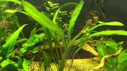 aquarium-von-ragner-suedamerika-500l_Echinpdorus (Red Chamäleon)