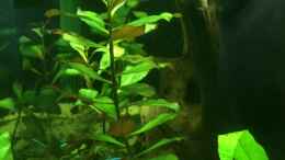 aquarium-von-ragner-suedamerika-500l_Ludwigia repens Diamond red