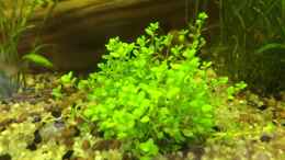 aquarium-von-ragner-suedamerika-500l_Zwergperlenkraut (Hemianthus callitrichoides)