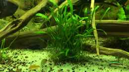 aquarium-von-ragner-suedamerika-500l_Neuseelandgras (Lilaeosis Novaezelandiae)