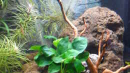 aquarium-von-uwe-m--asia-meets-australia_Anubias Nana