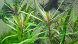 aquarium-von-uwe-m--asia-meets-australia_Pogostemon stellatus