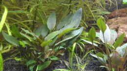 aquarium-von-uwe-m--asia-meets-australia_Cryptocoryne wendtii