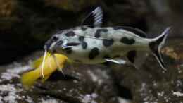 aquarium-von-bjoern-slavi-tanganyika-deepwaters-2_Synodontis PWZ female