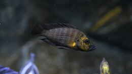 aquarium-von-bjoern-slavi-tanganyika-deepwaters-2_Altolamprologus compressiceps Gold Head Mutondwe F1 Male 2