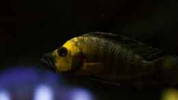 aquarium-von-bjoern-slavi-tanganyika-deepwaters-2_Altolamprologus compressiceps Gold Head Mutondwe F1 Male 1