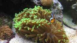 aquarium-von-bob-embasch-fluval-m90_Euphyllia ancora mit einem Ocellaris 