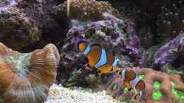 aquarium-von-bob-embasch-fluval-m90_