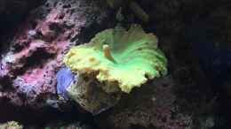 aquarium-von-bob-embasch-fluval-m90_Sinularia brassica 