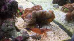 aquarium-von-bob-embasch-fluval-m90_Wurdemanni Garnele 