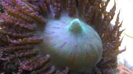 aquarium-von-bob-embasch-fluval-m90_Sandanemone 