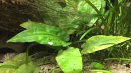 aquarium-von-danny-schlafzimmerdschungel_Cryptocoryne pontederifolia