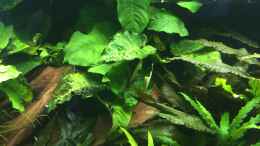 aquarium-von-danny-schlafzimmerdschungel_Anubias barteri