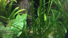 aquarium-von-danny-schlafzimmerdschungel_Sagittaria subulata