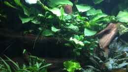 aquarium-von-danny-schlafzimmerdschungel_Anubias barteri