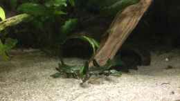 aquarium-von-danny-schlafzimmerdschungel_Cryptocoryne lutea ???Hobbit???