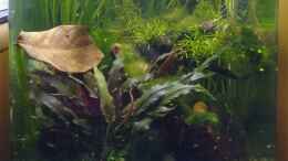 aquarium-von-stephy-red-rili-garnelenbecken_