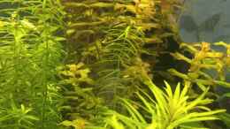 aquarium-von-standard-becken-34106_Didiplis+LudwigiaCuba